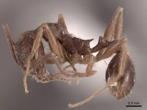 Aphaenogaster miamiana specimen FMNHINS0000062947 image fmnhins0000062947_3