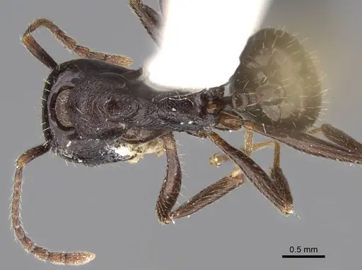 Aphaenogaster montana specimen CASENT0914480 image casent0914480_1