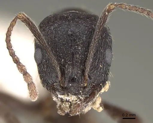Aphaenogaster montana specimen CASENT0914480 image casent0914480_2