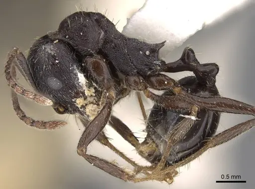 Aphaenogaster montana specimen CASENT0914480 image casent0914480_3