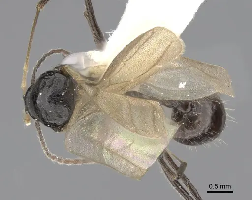 Aphaenogaster montana specimen CASENT0914481 image casent0914481_1