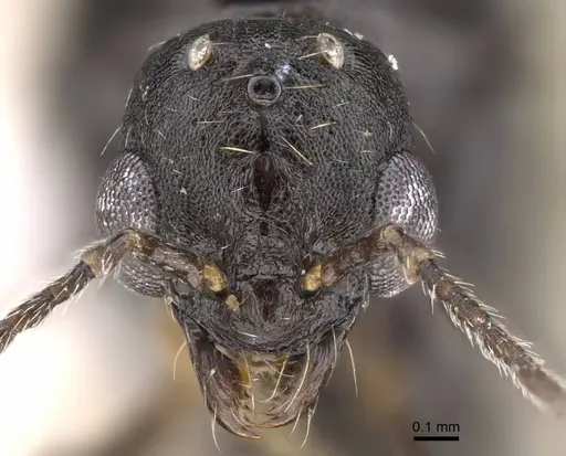 Aphaenogaster montana specimen CASENT0914481 image casent0914481_2