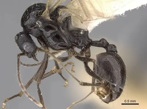 Aphaenogaster montana specimen CASENT0914481 image casent0914481_3