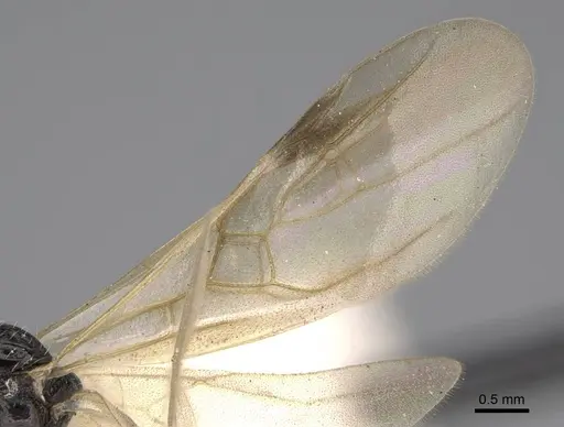 Aphaenogaster montana specimen CASENT0914481 image casent0914481_4