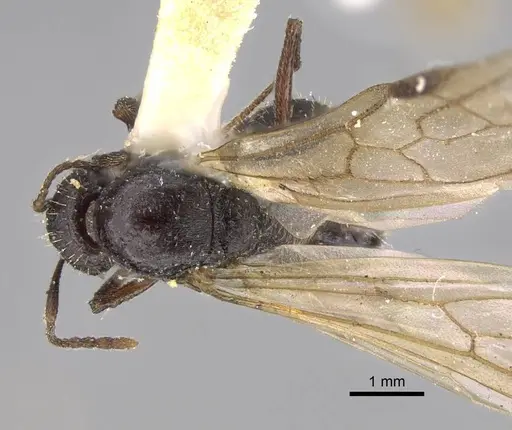 Aphaenogaster montana specimen CASENT0914482 image casent0914482_1