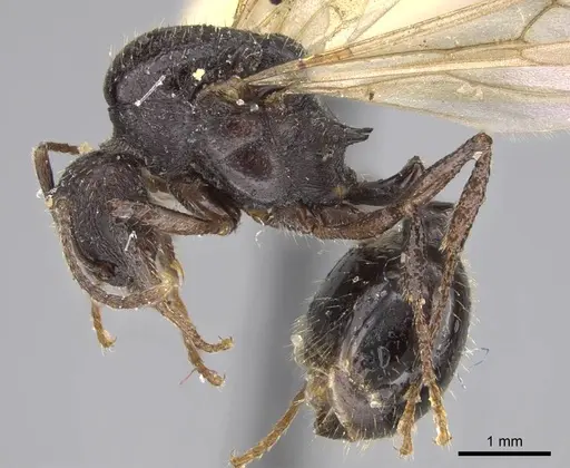 Aphaenogaster montana specimen CASENT0914482 image casent0914482_3