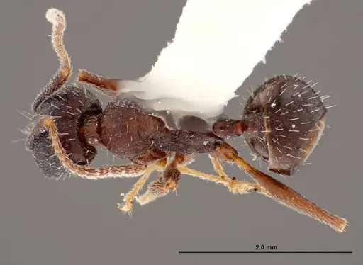 Aphaenogaster montana specimen FMNHINS0000047307 image fmnhins0000047307_1