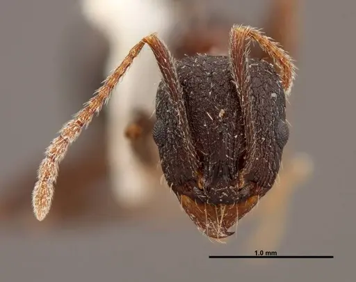 Aphaenogaster montana specimen FMNHINS0000047307 image fmnhins0000047307_2