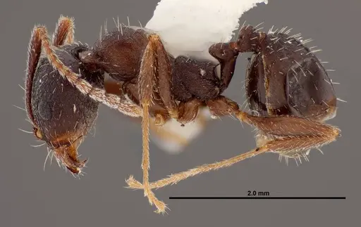 Aphaenogaster montana specimen FMNHINS0000047307 image fmnhins0000047307_3