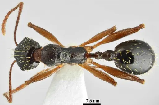 Aphaenogaster muschtaidica specimen ANTWEB1008979 image antweb1008979_1
