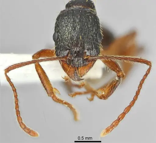 Aphaenogaster muschtaidica specimen ANTWEB1008979 image antweb1008979_2
