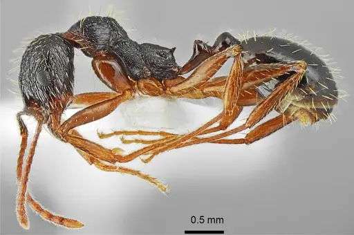 Aphaenogaster muschtaidica specimen ANTWEB1008979 image antweb1008979_3