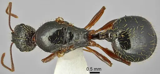 Aphaenogaster muschtaidica specimen ANTWEB1008980 image antweb1008980_1