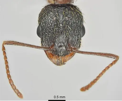 Aphaenogaster muschtaidica specimen ANTWEB1008980 image antweb1008980_2