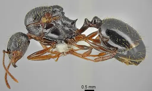 Aphaenogaster muschtaidica specimen ANTWEB1008980 image antweb1008980_3