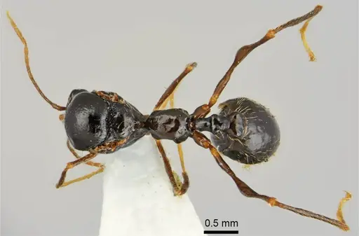 Aphaenogaster muschtaidica specimen ANTWEB1008981 image antweb1008981_1