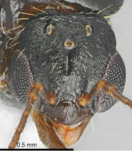 Aphaenogaster muschtaidica specimen ANTWEB1008981 image antweb1008981_2