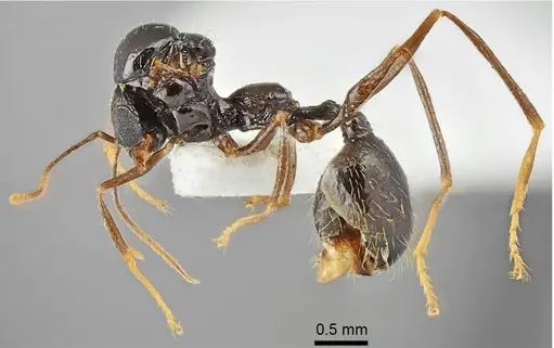 Aphaenogaster muschtaidica specimen ANTWEB1008981 image antweb1008981_3