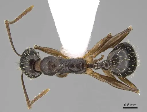 Aphaenogaster muschtaidica specimen CASENT0922686 image casent0922686_1