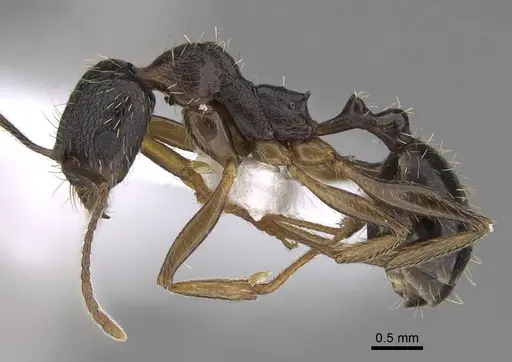 Aphaenogaster muschtaidica specimen CASENT0922686 image casent0922686_3
