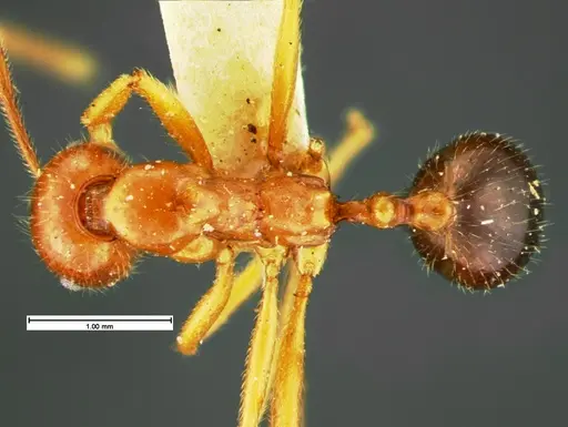 Aphaenogaster mutica specimen CASENT0105580 image casent0105580_1