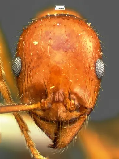 Aphaenogaster mutica specimen CASENT0105580 image casent0105580_2
