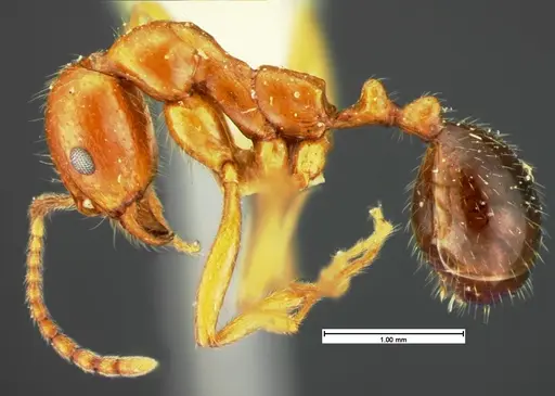 Aphaenogaster mutica specimen CASENT0105580 image casent0105580_3