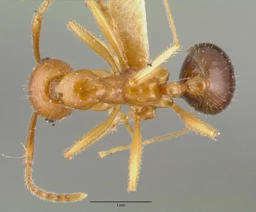 Aphaenogaster mutica specimen CASTYPE00623 image castype00623_1