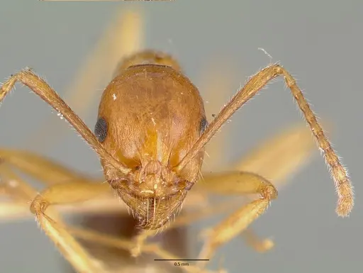 Aphaenogaster mutica specimen CASTYPE00623 image castype00623_2