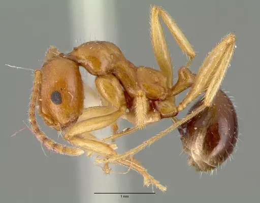 Aphaenogaster mutica specimen CASTYPE00623 image castype00623_3