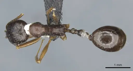 Aphaenogaster nadigi specimen CASENT0913117 image casent0913117_1