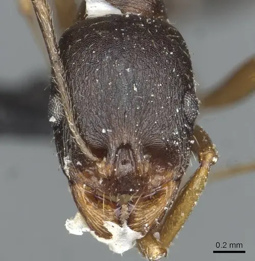 Aphaenogaster nadigi specimen CASENT0913117 image casent0913117_2