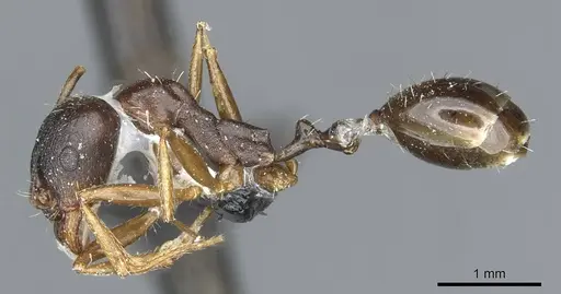 Aphaenogaster nadigi specimen CASENT0913117 image casent0913117_3