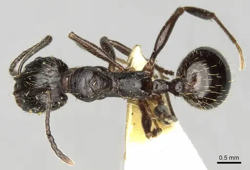Aphaenogaster obsidiana specimen CASENT0280957 image casent0280957_1