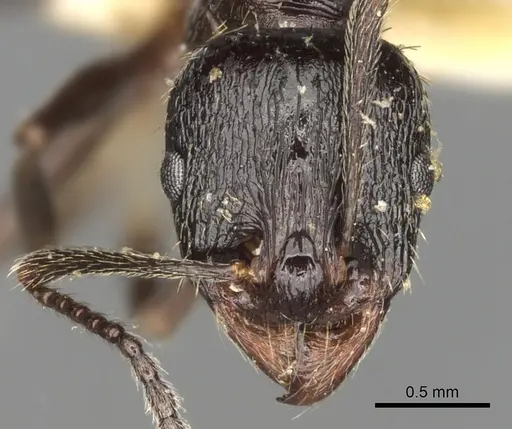 Aphaenogaster obsidiana specimen CASENT0280957 image casent0280957_2