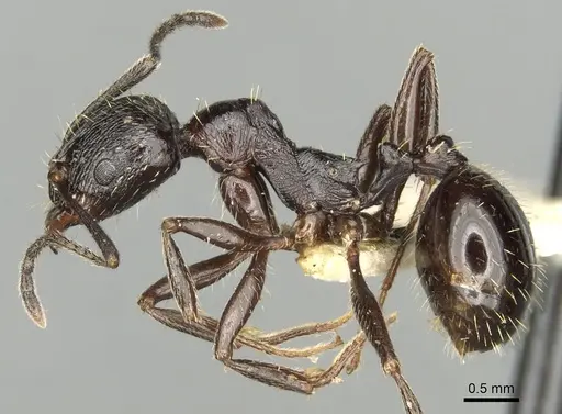 Aphaenogaster obsidiana specimen CASENT0280957 image casent0280957_3
