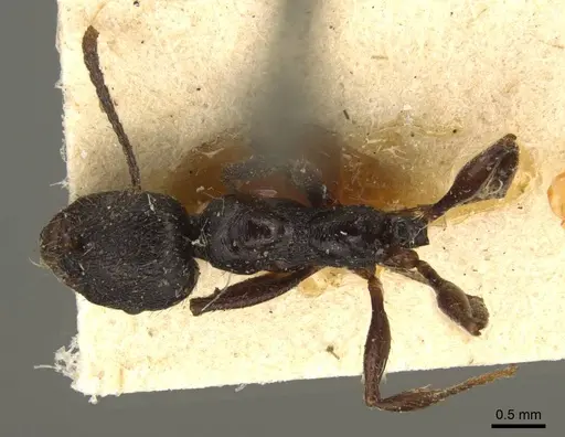 Aphaenogaster obsidiana specimen CASENT0916077 image casent0916077_1
