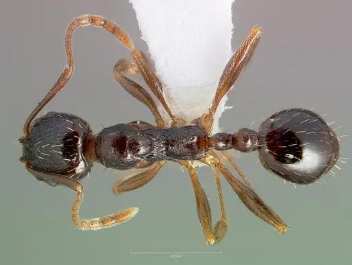 Aphaenogaster occidentalis specimen CASENT0005725 image casent0005725_1