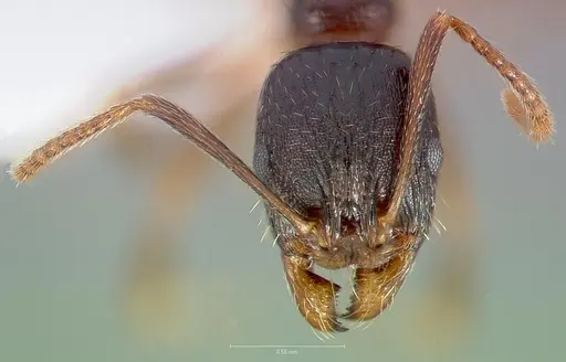Aphaenogaster occidentalis specimen CASENT0005725 image casent0005725_2