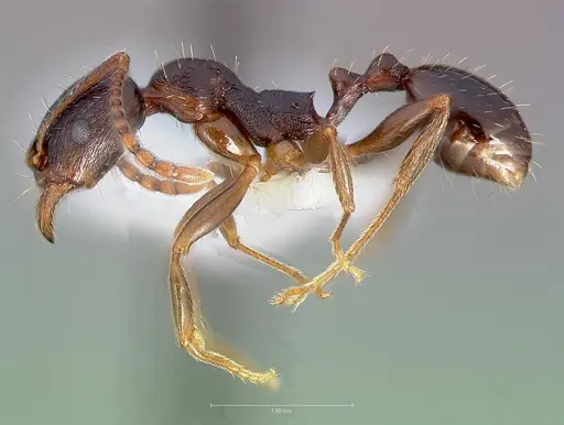 Aphaenogaster occidentalis specimen CASENT0005725 image casent0005725_3
