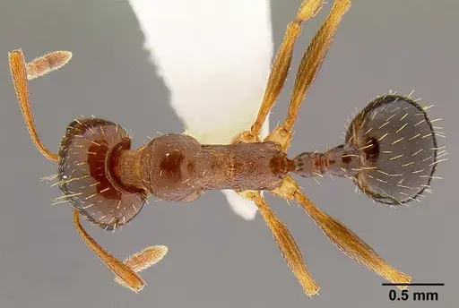 Aphaenogaster occidentalis specimen CASENT0106090 image casent0106090_1