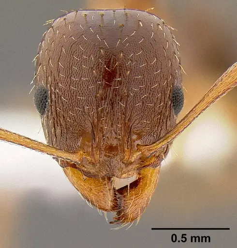 Aphaenogaster occidentalis specimen CASENT0106090 image casent0106090_2