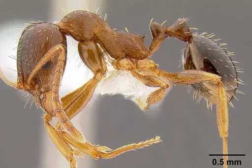 Aphaenogaster occidentalis specimen CASENT0106090 image casent0106090_3
