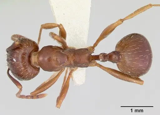 Aphaenogaster occidentalis specimen CASENT0172934 image casent0172934_1