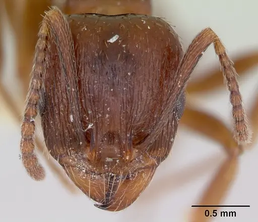 Aphaenogaster occidentalis specimen CASENT0172934 image casent0172934_2
