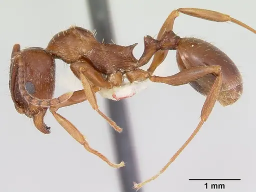 Aphaenogaster occidentalis specimen CASENT0172934 image casent0172934_3