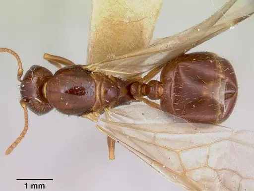 Aphaenogaster occidentalis specimen CASENT0172935 image casent0172935_1