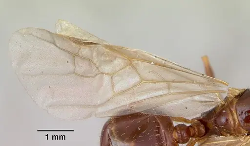 Aphaenogaster occidentalis specimen CASENT0172935 image casent0172935_2