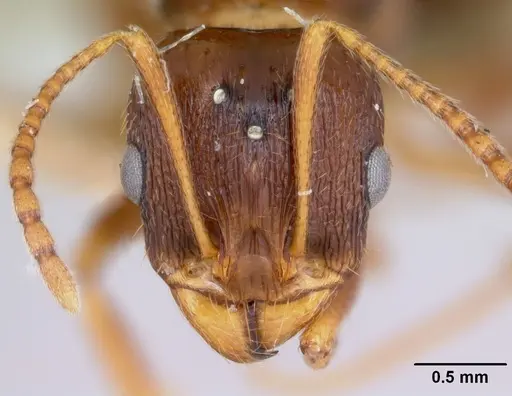 Aphaenogaster occidentalis specimen CASENT0172935 image casent0172935_3