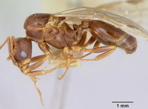 Aphaenogaster occidentalis specimen CASENT0172935 image casent0172935_4
